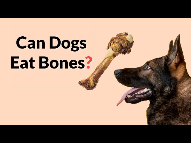 The Truth About Bones for Dogs: A Comprehensive Guide for Pet Owners 3 sddefault