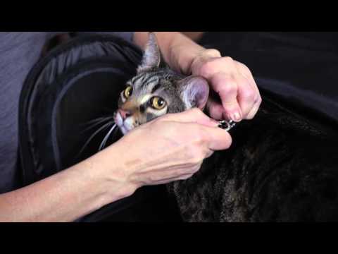 Pet Magasin - Pet Travel Carrier