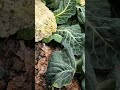 harvesting fresh white cauliflower from a lush garden during a bright sunny day in the green nature