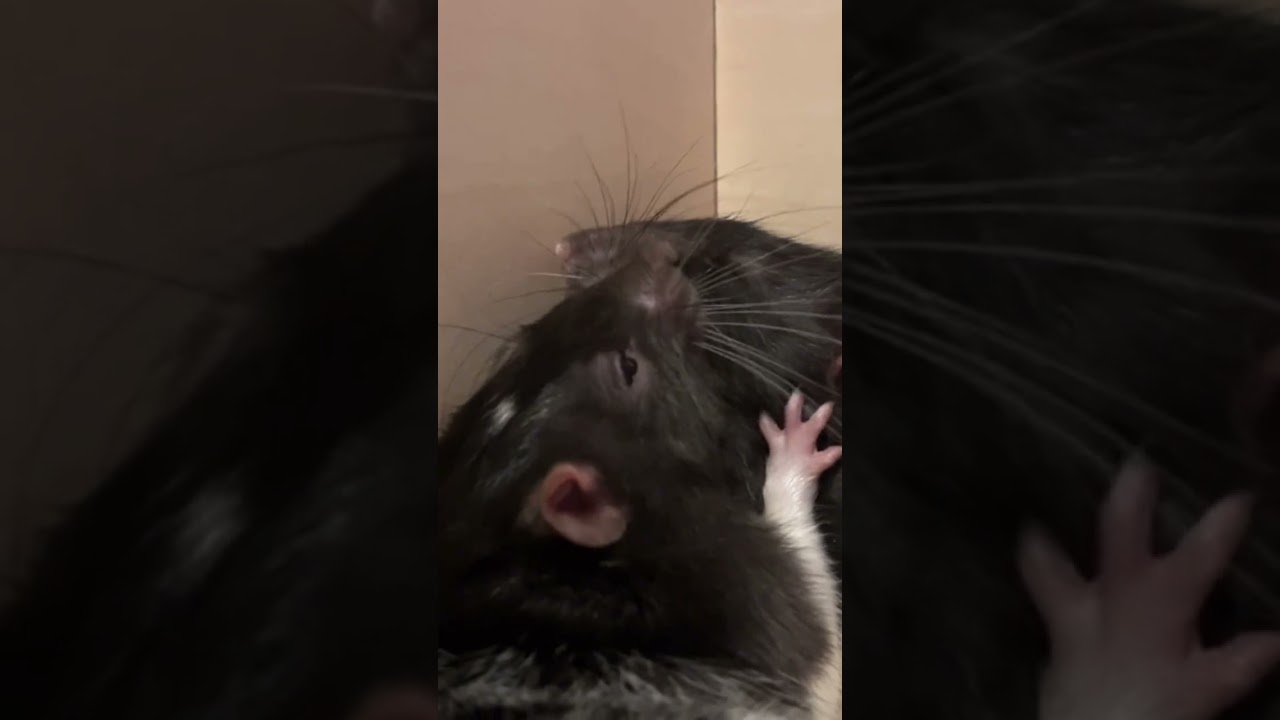 Я бы не брала животных, если бы … 