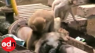 Heroic monkey: Monkey saves 'dying' friend at train station in India