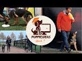 Online puppycursus week 9 - pup eet alles van straat afleren