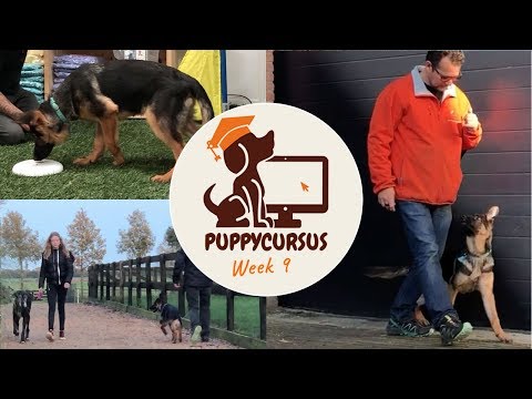 Online puppycursus week 9 – pup eet alles van straat afleren