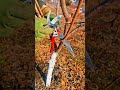 apple tree pruning for maximum growth #satisfying #pruning #shortvideo