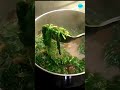 Easy palak paneer recipe