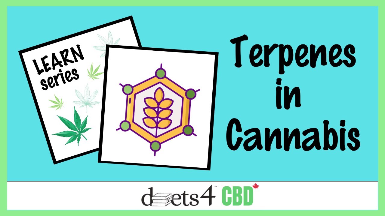 What are terpenes in cannabis? | Understanding the Entourage Effect.