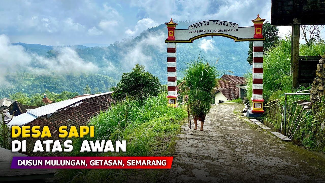 DESA SAPI DI ATAS AWAN !! Pemandangan Alam Desa Gunung Telomoyo - Cerita Desa Mulungan, Semarang