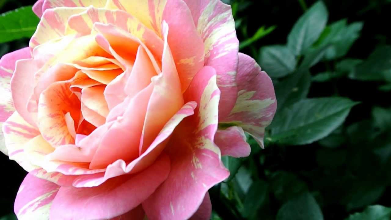バラ ポール セザンヌ Roses Paul Cezanne Youtube