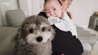 a dog with a motherly love for a baby