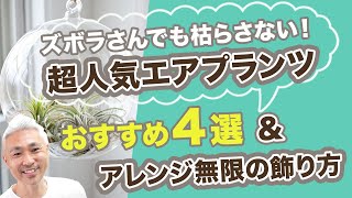 ズボラでも枯らさない!人気のエアプランツ4品種&無限大の飾り方 ズボラでも枯らさない!人気のエアプランツ4品種&無限大の飾り方
