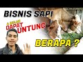 SAPI UNTUK PEMULA BELAJAR BISNIS