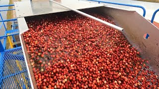 Famous First full production cranberry harvest for the cranberry research station Profile