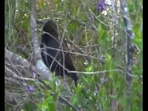 Eastern Whip Birds: Extremely Rare Footage 