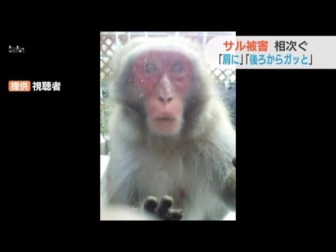 「肩に乗ってきた」「油断していたら･･･」住民ほとんどが目撃 サル被害続く　凶暴化？に住民不安