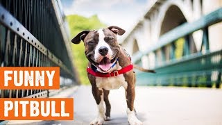 Funny Cute Pitbull Compilation by I Love My Dog 140 views 4 years ago 6 minutes, 41 seconds