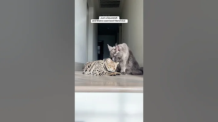 Watch the video about #mainecoon #mainecooncat #savannahcat #f1savannah #catspfyoutube #cat