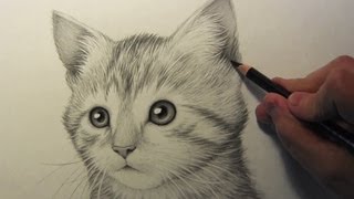 Những bức ảnh sống động vẽ mèo bằng bút chì  Lạ vui  Việt Giải Trí