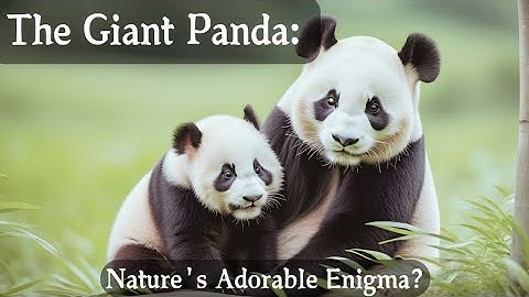 The Giant Panda: Nature