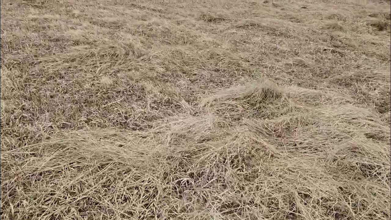 How we plan to rid the pasture of poverty grass (broomsedge) with 3