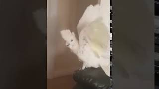 Cockatoo reaction to 'What The Fluff Challenge' | CONTENTbible #Shorts