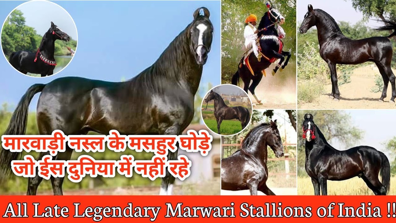 All Late Legendary Marwari Stallions of India |मारवाड़ी नस्ल के मसहुर घोड़े जो ईसदुनिया में नहीं रहे