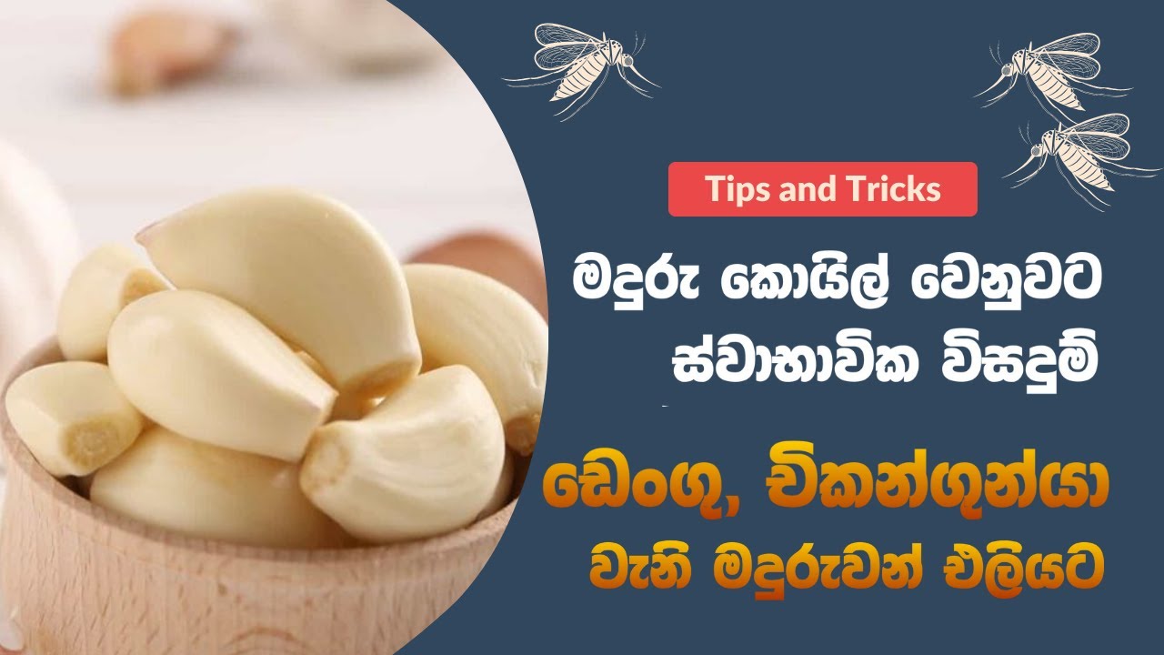 මදුරු කොයිල් නැතුව මදුරුවන් පලවාහරින ස්වභාවික ක්‍රම | Mosquito repellent methods 
