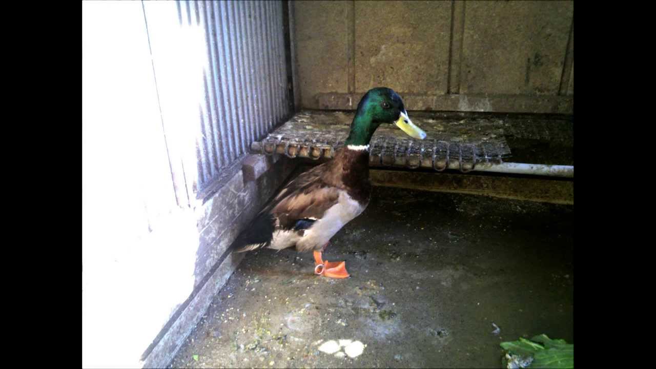 アヒルの生態や鳴き声 鴨との違いについて アヒルの生態や鳴き声 鴨との違いについて