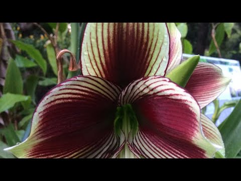 วีดีโอ: Amaryllis (87 ภาพ): การปลูกและดูแลดอกไม้ที่บ้าน, สายพันธุ์ของ Amaryllis Red และ Belladonna, เติบโตจากหลอดไฟและย้ายปลูก