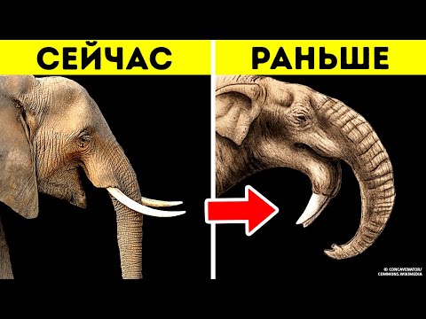 80 фактов о животных, которые вы должны погуглить как можно скорее