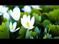 Beautiful Relaxing Music - &quot;Snowdrops in Spring&quot;