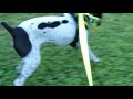 P1000518　日本テリア(Japanese Terrier,Nihon Terrier) の動画、YouTube動画。