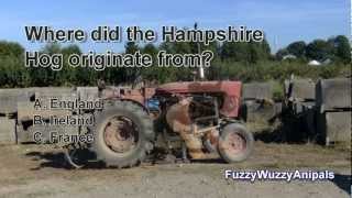 Hampshire Pig Animal Quiz