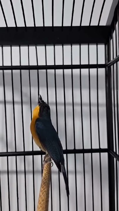 Super Gacor #animals #pets #shorts