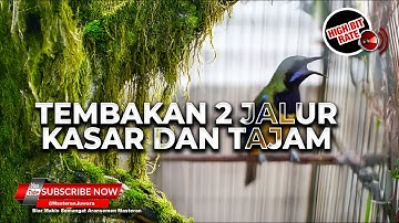 Pukulan 2 Jalur Masteran Cucak Cungkok Super Gacor Materi Tembakan Kasar dan Tajam