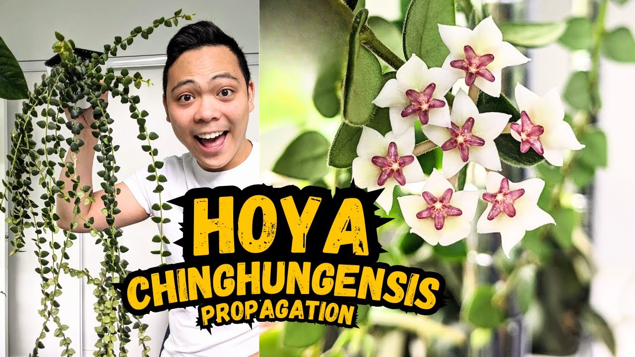 The Results: Hoya Chinghungensis Propagation 💚 4 MONTHS LATER
