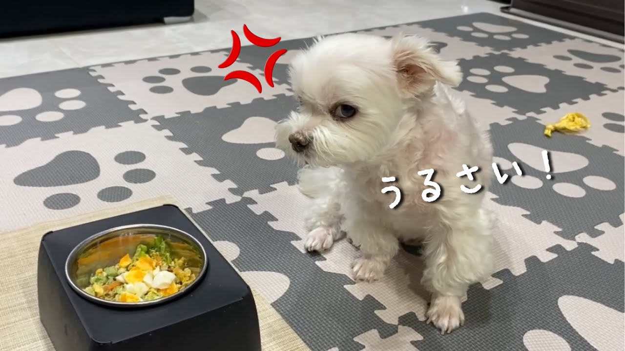 Dog gets mad at mom when his favorite food is in front of him