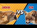 Fox vs jackal  a brief comparison