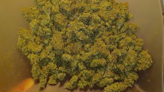Casey's Rollex OG final weight medical marijuana grow DutchFem Seeds Spider Farmer G5000/UVR40 Grow👀