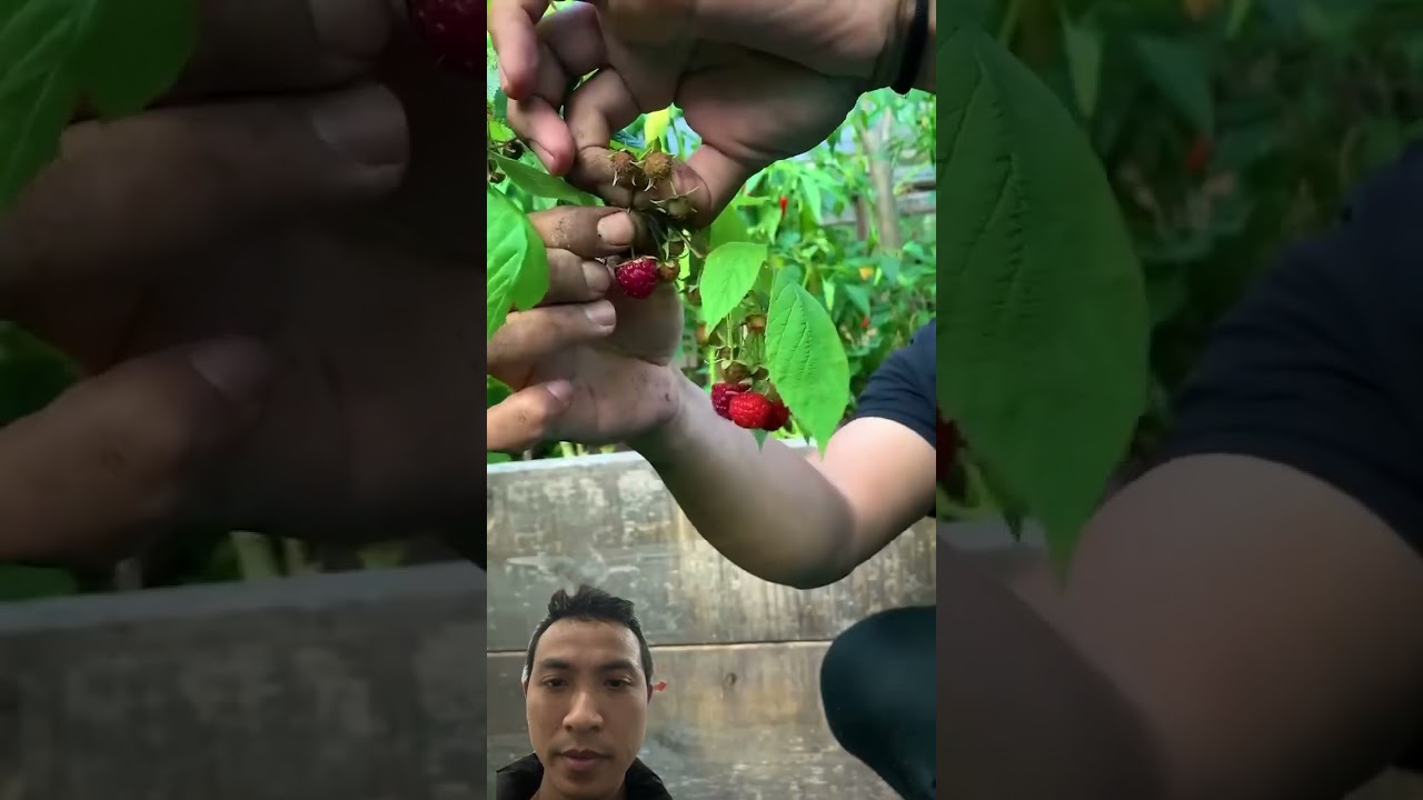Harvesting vegetables in the garden 