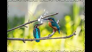 The rhythmic patterns bird chirping