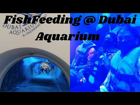 // Fish feeding@Dubai Aquarium// DubaiAquarium// Sumi’sbluecrayons//