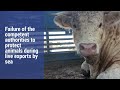 Justice for Ferdinand: Failure of the authorities to protect animals during live exports by sea