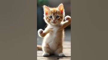 Thumbnail of Ya tabtab Ya Dalla arabic song cat dancing #yatabtab #arabicsong #catdancing