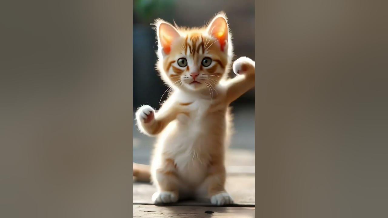 Ya tabtab Ya Dalla arabic song cat dancing #yatabtab #arabicsong #catdancing