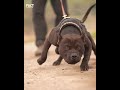               shorts dog pitbull viral