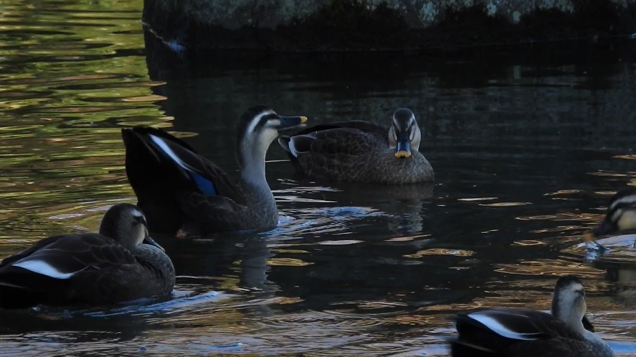 カルガモ (Eastern spot-billed duck) の鳴き声。 December 24,2016 
