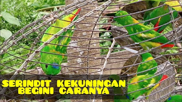 Bulu Serindit kekuningan ini caranya