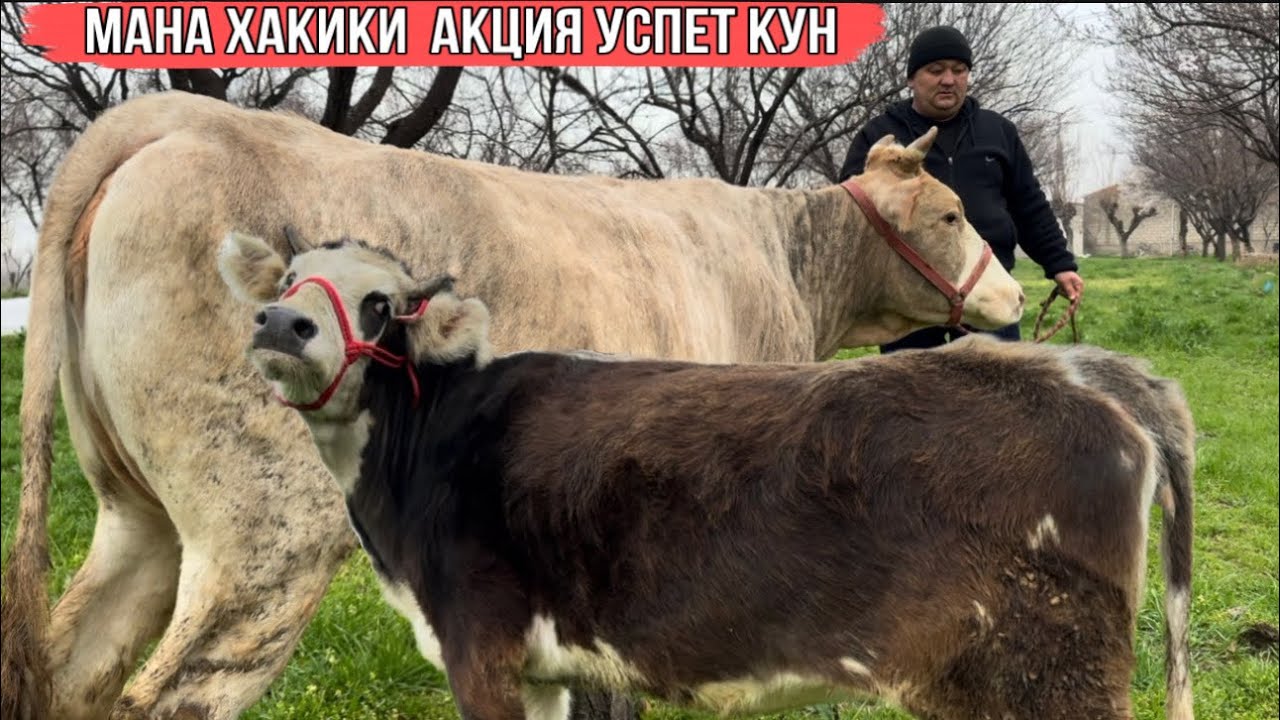 Мана ҲАҚИҚИ АКЦИЯ 6 марта 2026 г.