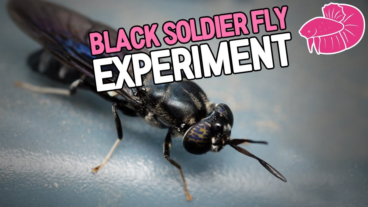 aquascape filter Indoor Black Soldier Fly Culture in the Fish Room!