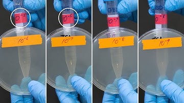 MCB2010C Lab: Serial Dilution and Plate Count
